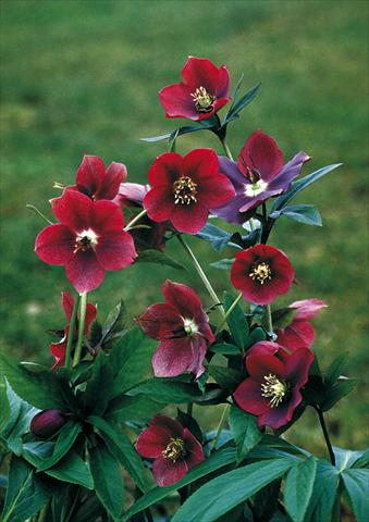 Photo de variété de fleurs à utiliser comme: Plante à massif/ plante de bordure Helleborus Orientalis-Hybr. Red Lady