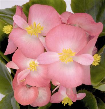 Photo de variété de fleurs à utiliser comme: Pot et Plante à massif Begonia semperflorens Sprint Blush