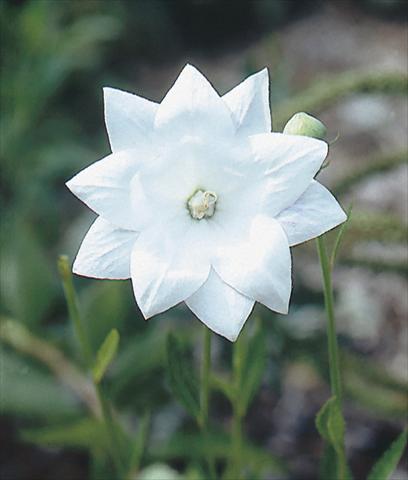 Photo de variété de fleurs à utiliser comme: Plante à massif/ plante de bordure Platycodon grandiflorus Hakone White