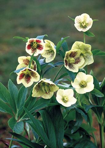 Photo de variété de fleurs à utiliser comme: Plante à massif/ plante de bordure Helleborus Orientalis-Hybr. Yellow Lady