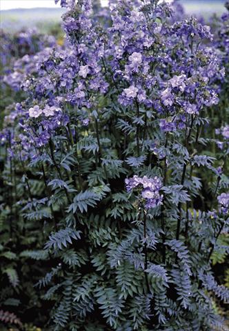 Photo de variété de fleurs à utiliser comme: Pot et Plante à massif Polemonium yezoense Purple Rain Strain