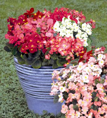 Photo de variété de fleurs à utiliser comme: Pot et Plante à massif Begonia semperflorens Sprint Mix