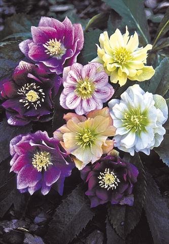 Photo de variété de fleurs à utiliser comme: Plante à massif/ plante de bordure Helleborus Orientalis-Hybr. Double Ladies Mixed