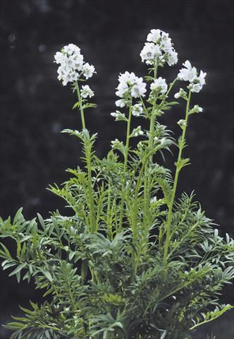 Photo de variété de fleurs à utiliser comme: Plante à massif/ plante de bordure Polemonium caeruleum Filigree Clouds