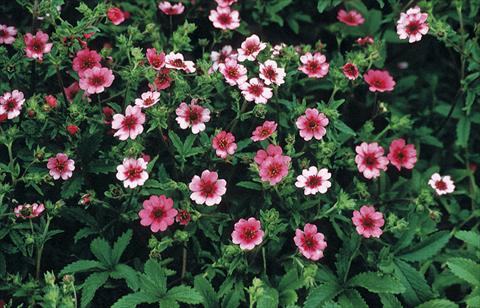 Photo de variété de fleurs à utiliser comme: Plante à massif/ plante de bordure Potentilla nepalensis Shogran