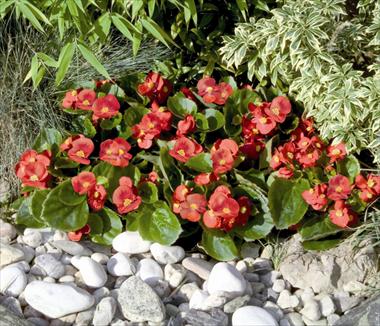 Photo de variété de fleurs à utiliser comme: Pot et Plante à massif Begonia semperflorens Sprint Scarlet