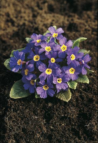 Photo de variété de fleurs à utiliser comme: Pot et Plante à massif Primula x pruhoniciana Bergfrühling® Blue