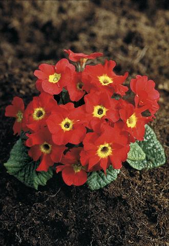 Photo de variété de fleurs à utiliser comme: Pot et Plante à massif Primula x pruhoniciana Bergfrühling® Red