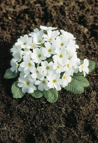 Photo de variété de fleurs à utiliser comme: Pot et Plante à massif Primula x pruhoniciana Bergfrühling® White