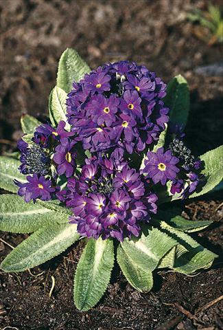 Photo de variété de fleurs à utiliser comme: Pot et Plante à massif Primula denticulata Blue Selection
