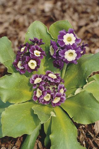 Photo de variété de fleurs à utiliser comme: Pot et Plante à massif Primula x pubescens Exhibition Blue