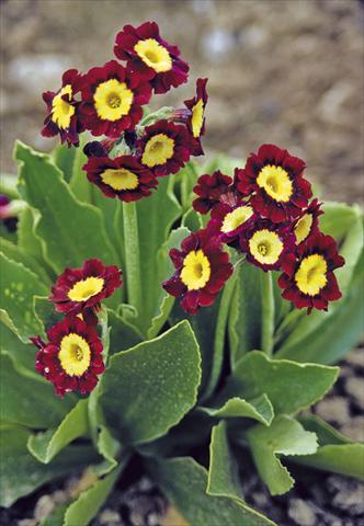 Photo de variété de fleurs à utiliser comme: Pot et Plante à massif Primula x pubescens Exhibition Red