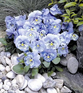 Photo de variété de fleurs à utiliser comme: Pot et Plante à massif Viola wittrockiana Cats Light Blue