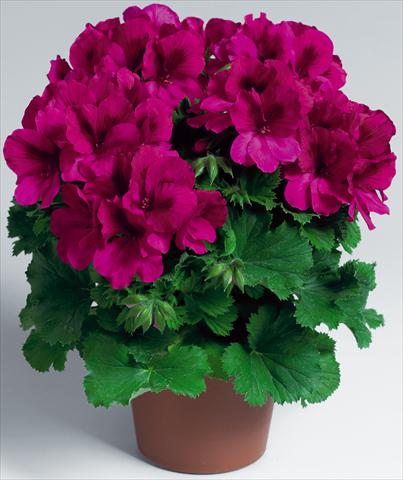 Photo de variété de fleurs à utiliser comme: Pot Pelargonium grandiflorum Aristo® Burgundy