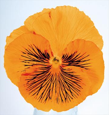 Photo de variété de fleurs à utiliser comme: Pot et Plante à massif Viola wittrockiana Cats Orange