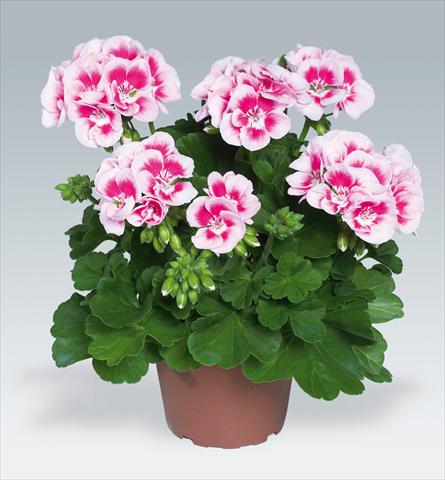 Photo de variété de fleurs à utiliser comme: Patio, pot Pelargonium zonale Flower Fairy White Splash