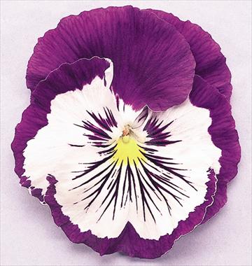 Photo de variété de fleurs à utiliser comme: Pot et Plante à massif Viola wittrockiana Cats Purple White