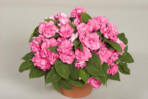 Photo de variété de fleurs à utiliser comme: Pot, Plante à massif, patio, Suspension Impatiens walleriana Silhouette® Pink