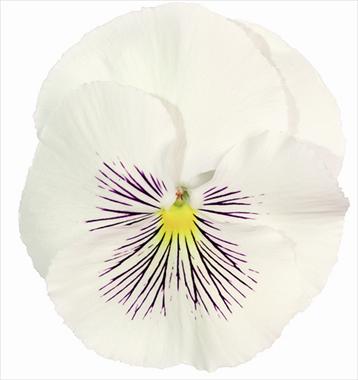 Photo de variété de fleurs à utiliser comme: Pot et Plante à massif Viola wittrockiana Cats White