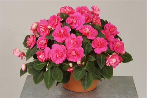 Photo de variété de fleurs à utiliser comme: Pot, Plante à massif, patio, Suspension Impatiens walleriana Silhouette® Rose
