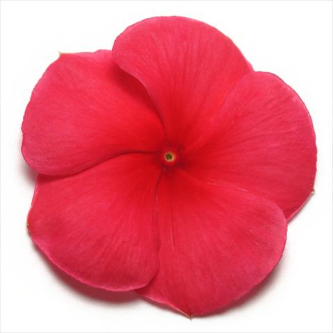 Photo de variété de fleurs à utiliser comme: Pot et Plante à massif Catharanthus roseus - Vinca Pacifica Dark Red XP
