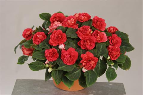 Photo de variété de fleurs à utiliser comme: Pot, Plante à massif, patio, Suspension Impatiens walleriana Silhouette® Red