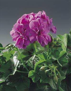 Photo de variété de fleurs à utiliser comme: Plante à massif, patio, Suspension Pelargonium peltatum pac® Amelit