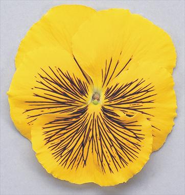 Photo de variété de fleurs à utiliser comme: Pot et Plante à massif Viola wittrockiana Cats Yellow