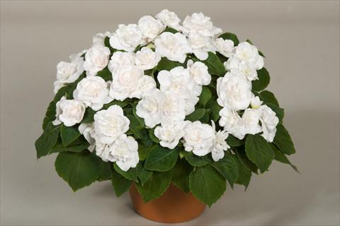 Photo de variété de fleurs à utiliser comme: Pot, Plante à massif, patio, Suspension Impatiens walleriana Silhouette® White