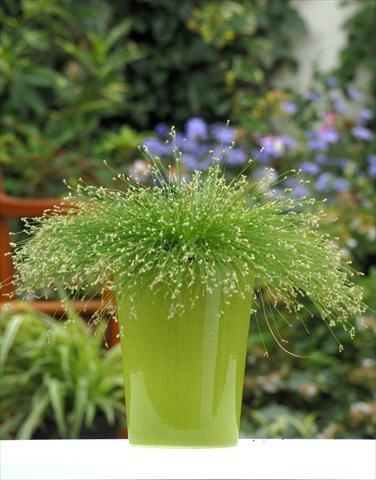 Photo de variété de fleurs à utiliser comme: Pot, Plante à massif, patio, Suspension Isolepis cernua Fibre Optics