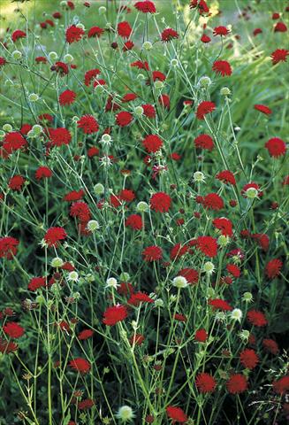 Photo de variété de fleurs à utiliser comme: Plante à massif/ plante de bordure Knautia macedonica Mars Midget