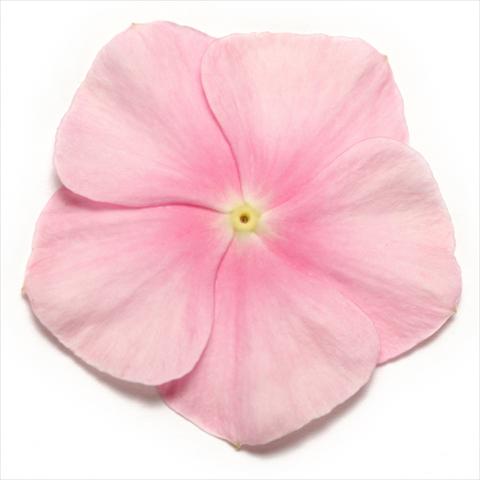 Photo de variété de fleurs à utiliser comme: Pot et Plante à massif Catharanthus roseus - Vinca Pacifica Icy Pink XP