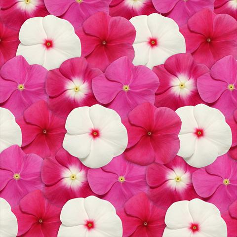 Photo de variété de fleurs à utiliser comme: Pot et Plante à massif Catharanthus roseus - Vinca Pacifica Merlot Mix XP
