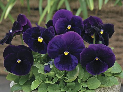 Photo de variété de fleurs à utiliser comme: Pot et Plante à massif Viola wittrockiana Karma Purple