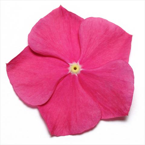 Photo de variété de fleurs à utiliser comme: Pot et Plante à massif Catharanthus roseus - Vinca Pacifica Raspberry XP