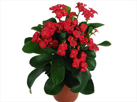 Photo de variété de fleurs à utiliser comme: Pot Euphorbia x martinii Karola