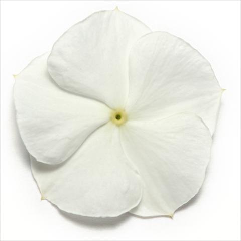 Photo de variété de fleurs à utiliser comme: Pot et Plante à massif Catharanthus roseus - Vinca Pacifica White XP