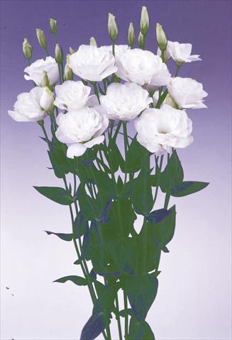 Photo de variété de fleurs à utiliser comme: Fleur coupée Lisianthus (Eustoma grandiflorum) Lisi Borealis White