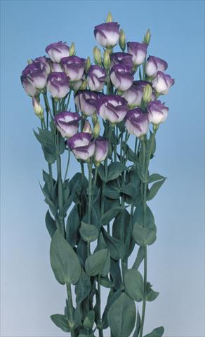 Photo de variété de fleurs à utiliser comme: Fleur coupée Lisianthus (Eustoma grandiflorum) Lisi Piccolo1 Blue Rim