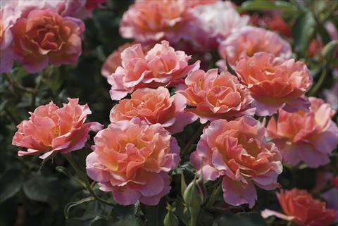 Photo de variété de fleurs à utiliser comme: Fleur coupée Rosa floribunda Charleston®