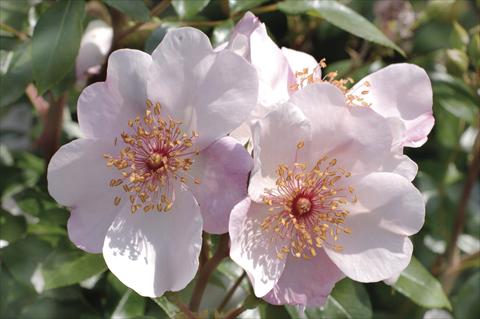 Photo de variété de fleurs à utiliser comme: Plante à massif/ plante de bordure Rosa floribunda Meilland Astronomia 
