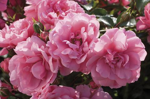 Photo de variété de fleurs à utiliser comme: Plante à massif/ plante de bordure Rosa floribunda Pink Meilove