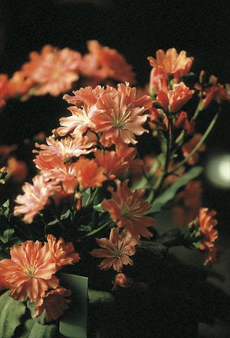 Photo de variété de fleurs à utiliser comme: Pot et Plante à massif Lewisia cotyledon Fransi