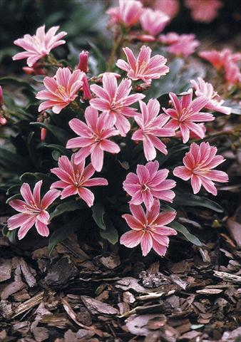 Photo de variété de fleurs à utiliser comme: Pot, Plante à massif, patio Lewisia longipetala Little Plum