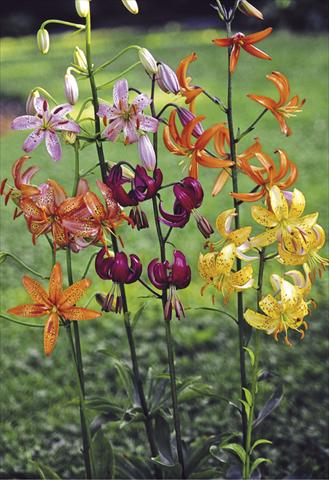 Photo de variété de fleurs à utiliser comme: Plante à massif/ plante de bordure Lilium Martagon-Hybr Painted Ladies