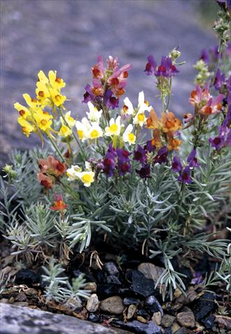 Photo de variété de fleurs à utiliser comme: Plante à massif/ plante de bordure Linaria aeruginea Neon Lights