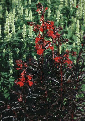 Photo de variété de fleurs à utiliser comme: Plante à massif/ plante de bordure Lobelia fulgens Queen Victoria (Elmfeuer)