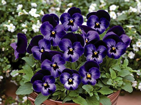 Photo de variété de fleurs à utiliser comme: Pot et Plante à massif Viola cornuta Lady Violetto Blu