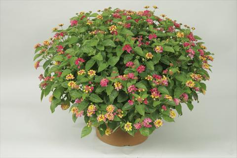 Photo de variété de fleurs à utiliser comme: Pot et Plante à massif Lantana camara Bandana® Cherry