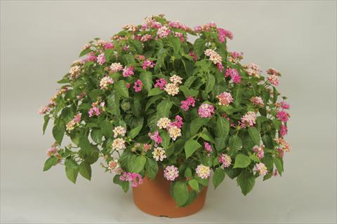Photo de variété de fleurs à utiliser comme: Pot et Plante à massif Lantana camara Bandana® Pink